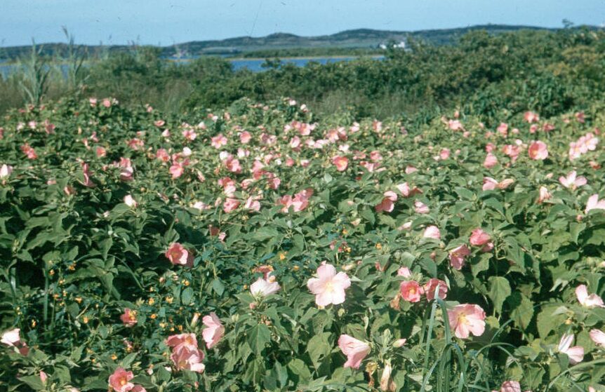 Throwback Thursday – Ode to the Swamp Rose Mallow