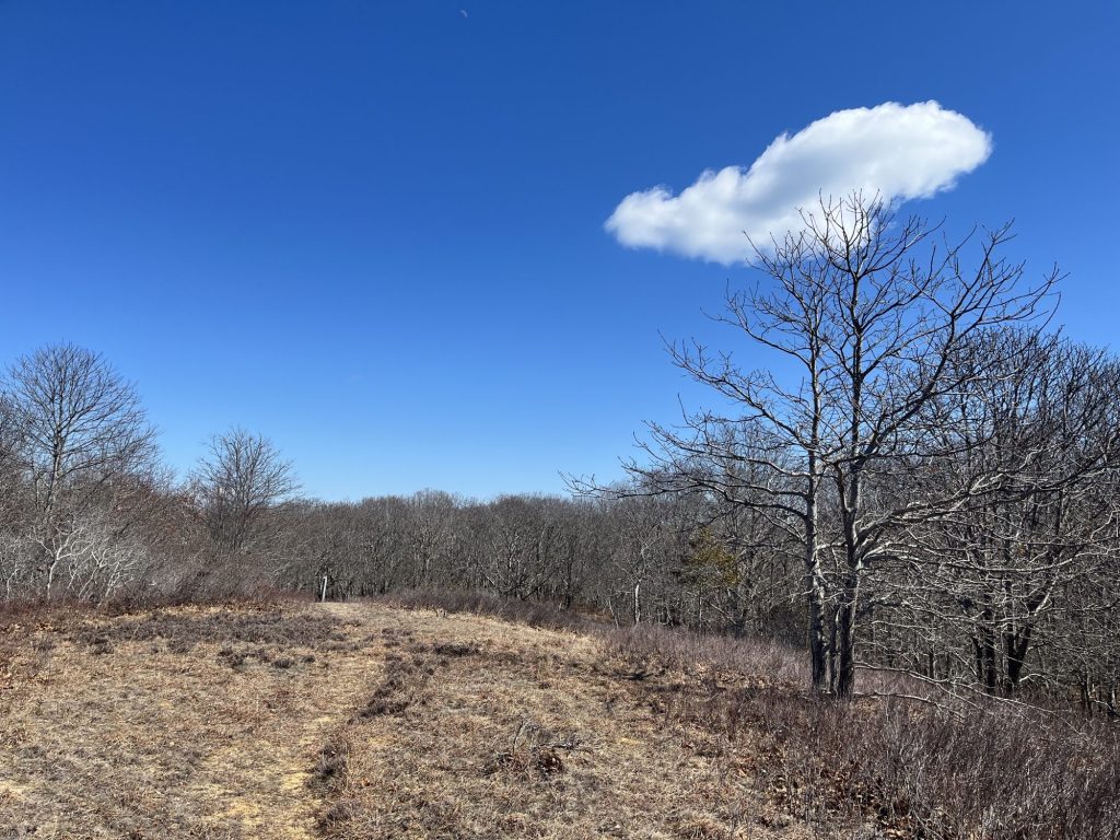 Landscape of grassland and trees with sky and cloud.