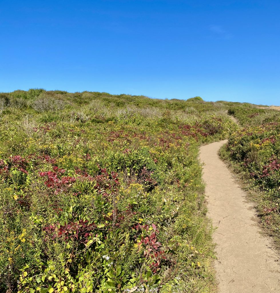 Low-growing heather lines a sandy trail with blue sky above.