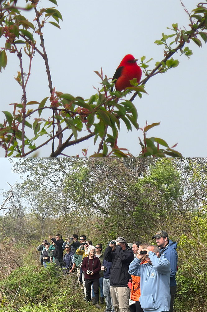 A red bird with black wing sits on a leafy branch while a group of people with binoculars look on. 