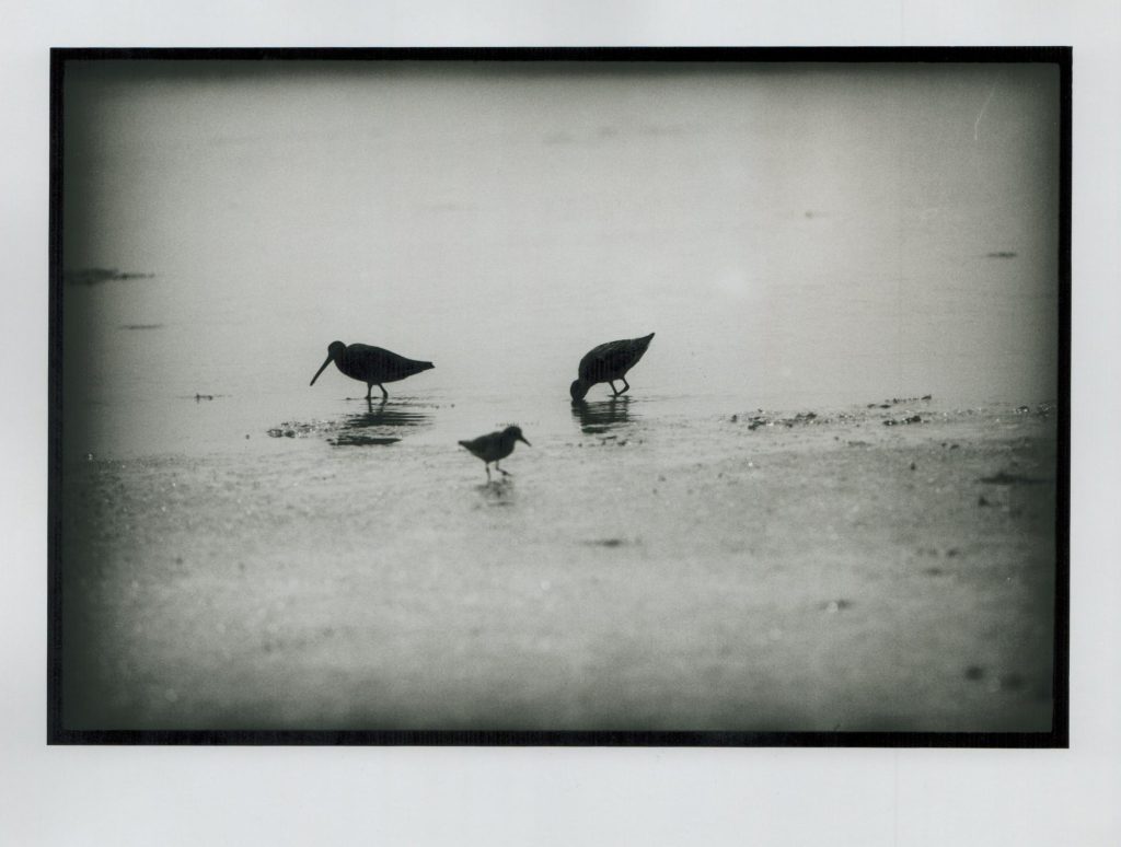 Three shorebirds in silhouette foraging in shallow water. 