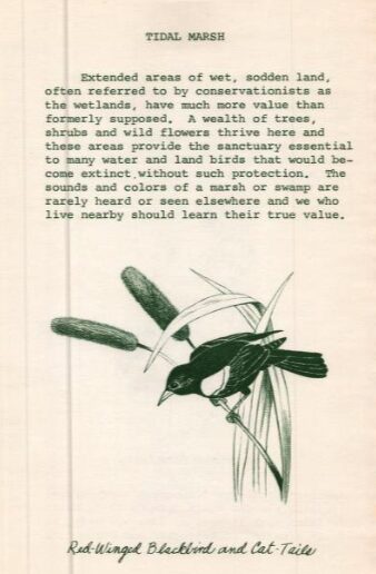 Page from a book with illustration of a red-winged blackbird perched on a cat tail reed.