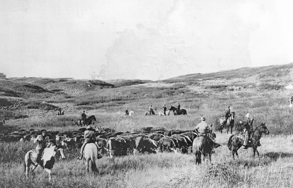 Cattle roam on a hilly landscape with men on horseback in foreground