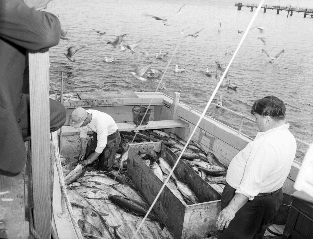 A fisherman kneels on the deck of a boat gutting a fish with seagulls flocking behind.